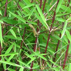 Bamboo Fargesia Jiuzhaigou Genf Red : buy Bamboo Fargesia Jiuzhaigou Genf  Red / Fargesia jiuzhaigou Genf Red
